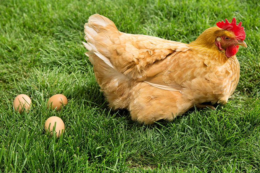 Egg-poultry-1