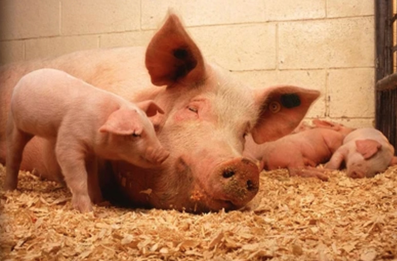 Large-or-medium-sized-pigs-1