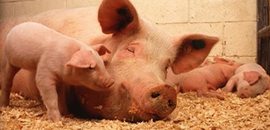 Feed Complex Enzyme For Swine