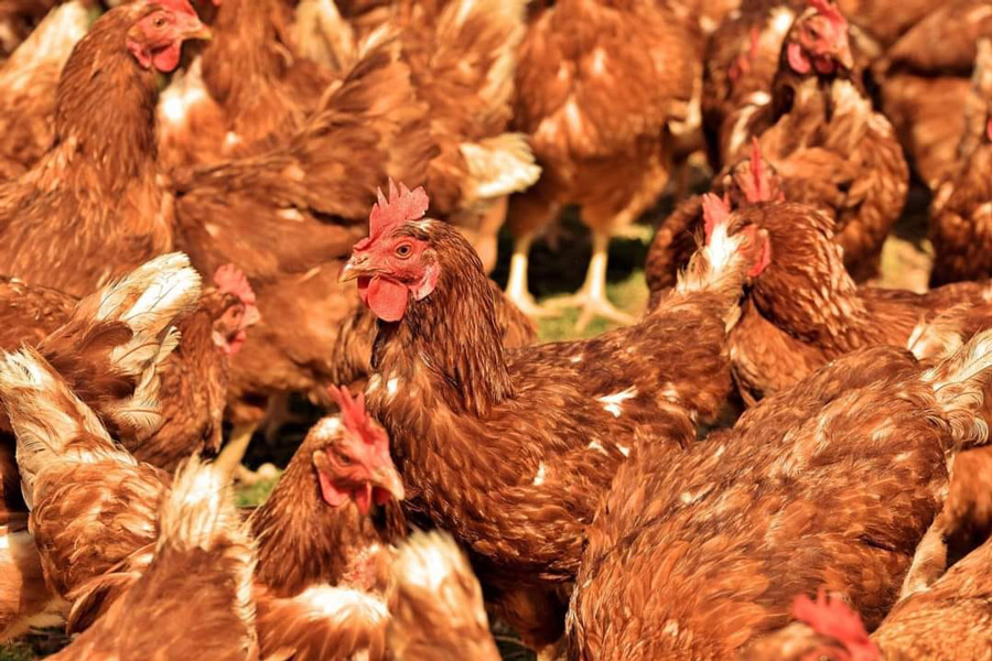 meat-poultry-1