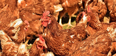 Feed Complex Enzyme For Meat Poultry