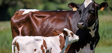Feed Complex Enzyme Fro Ruminant