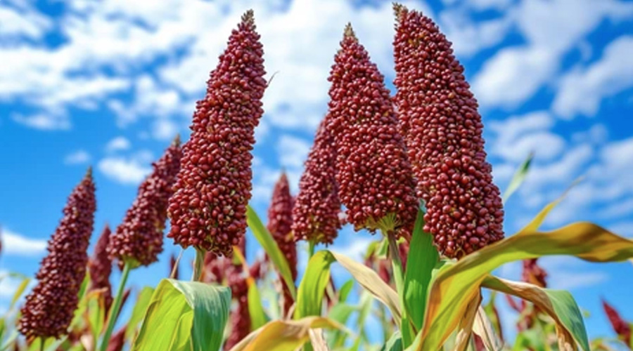 Complex-enzyme-for-sorghum-diet-1