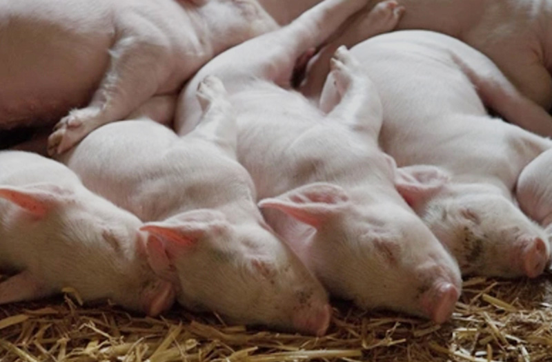 piglets-1