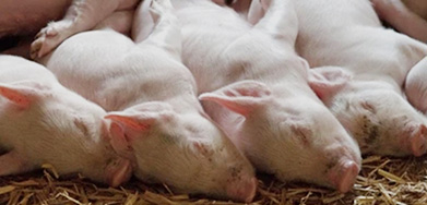 Feed Complex Enzyme For Piglet