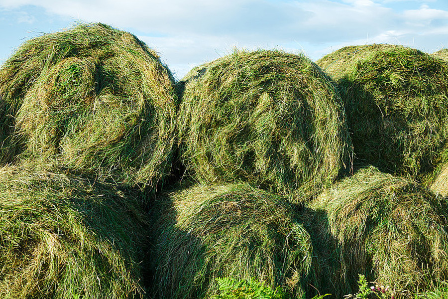 silage-1
