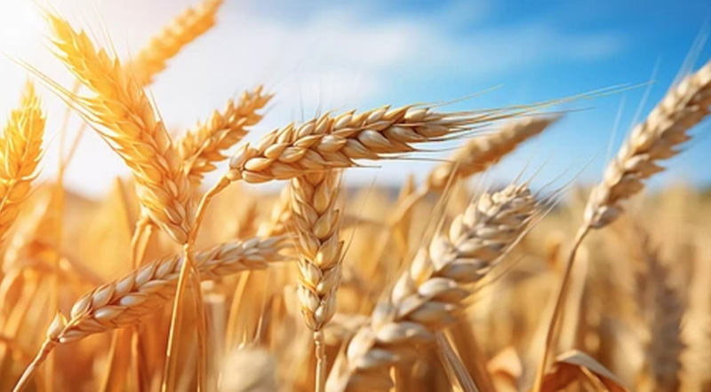 wheat-1