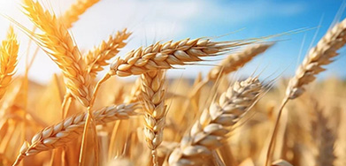 Feed Complex Enzyme For Wheat Diet