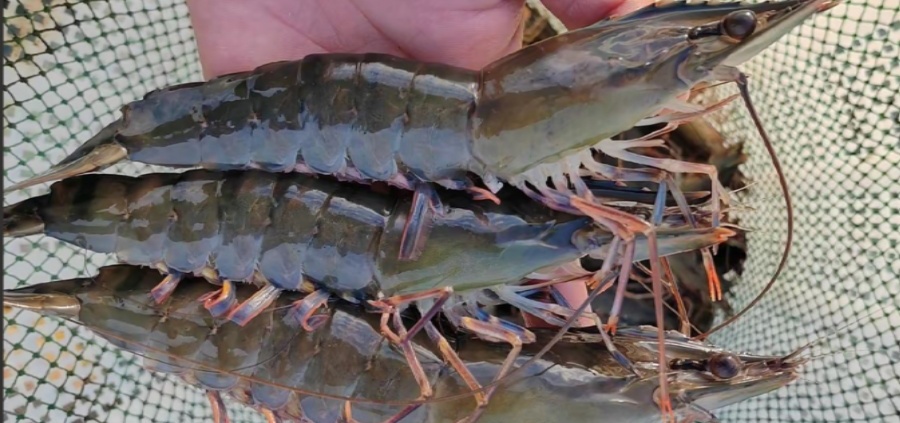 Win-AquaShrimp Feed Additive for Enhancing Health and Efficiency in Aquaculture Shrimp